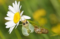 Biosphoto | 2051199 | Emergence de la Petite Cigale montagnarde (Cicadetta montana) sur une Marguerite, 2015 05 23, Parc naturel régional des Vosges du Nord, France, classé Réserve mondiale de Biosphère par l'UNESCO, France | &copy; Michel Rauch / Biosphoto