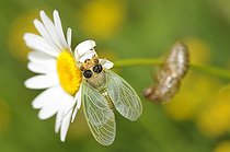 Biosphoto | 2051200 | Emergence de la Petite Cigale montagnarde (Cicadetta montana), 2015 05 23, Parc naturel régional des Vosges du Nord, classé Réserve mondiale de Biosphère par l'UNESCO, France | &copy; Michel Rauch / Biosphoto