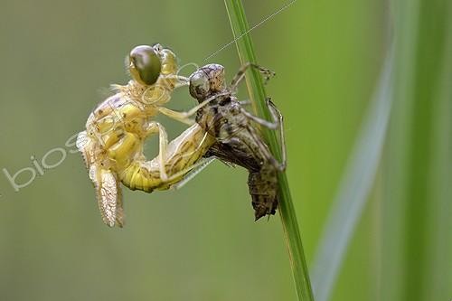 Biosphoto | 1924205 | Emergence de Libellule - Prairies du Fouzon France | &copy; Bruno Guénard / Biosphoto