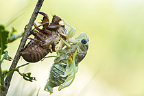 Biosphoto | 2621236 | Emergence of a cicada, Different phases of cicada emergence in scrubland, Saint-Martin-de-Londres, Hérault, France. | &copy; Philippe Lebeaux / Biosphoto