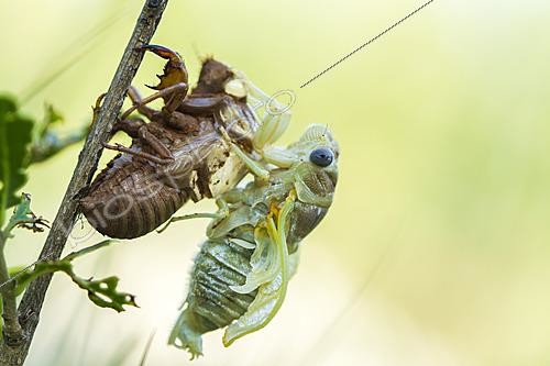 Biosphoto | 2621236 | Emergence of a cicada, Different phases of cicada emergence in scrubland, Saint-Martin-de-Londres, Hérault, France. | &copy; Philippe Lebeaux / Biosphoto