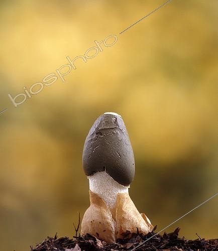 Biosphoto | 1820525 | Emergence of a Common Stinkhorn ; Phase 4/4  | &copy; Yves Lanceau / Biosphoto