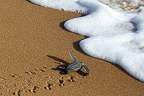 Biosphoto | 2581066 | Emergence of a young leatherback turtle (Dermochelys coriacea), Remire-Montjoly, French Guiana | &copy; Nicolas Defaux / Biosphoto