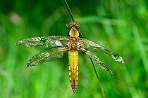 Biosphoto | 2047097 | Emergence of Eurasian Red Dragonfly - Fouzon Prairie France | &copy; Bruno Guénard / Biosphoto