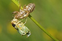 Biosphoto | 2051201 | Emergence of New Forest cicada  (Cicadetta montana), 2015 May 23, Northern Vosges Regional Nature Park, declared a World Biosphere Reserve by UNESCO, France | &copy; Michel Rauch / Biosphoto
