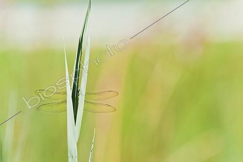 Biosphoto | 1365636 | Emperor Dragonfly on a Reed Vaucluse France | &copy; Pierre Huguet-Dubief / Biosphoto