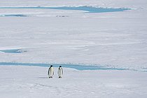Biosphoto | 2545704 | Emperor penguin (Aptenodytes forsteri) pair on sea ice, Larsen B Ice Shelf, Weddell Sea, Antarctica. | &copy; Sergio Pitamitz / Biosphoto