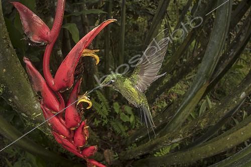 Biosphoto | 2404451 | Empress Brilliant (Heliodoxa imperatrix) flying and feeding at Heliconia flower, Mashpi Lodge, Ecuador | &copy; Greg Basco / BIA / Biosphoto