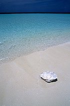 Biosphoto | 641812 | Empty shell of Giant Clam on a beach at Lankayan island | &copy; Didier Brandelet / Biosphoto