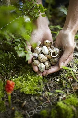 Biosphoto | 1818828 | Empty snail shells on the foot of a shrub in a garden | &copy; Jean-Michel Groult / Biosphoto