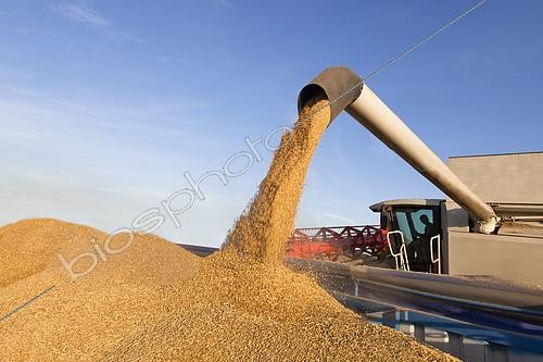 Biosphoto | 2578922 | Emptying barley into a skip, harvesting winter barley with a Class Montana wide combine, France | &copy; Claudius Thiriet / Biosphoto
