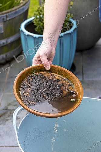 Biosphoto | 2556924 | Emptying the cups under the plant pots to prevent the proliferation of mosquito larvae. | &copy; Yann Avril / Biosphoto