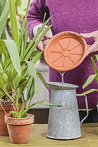 Biosphoto | 2441396 | Emptying the saucer after watering an orchid so as not to let the roots soak. | &copy; Jean-Michel Groult / Biosphoto