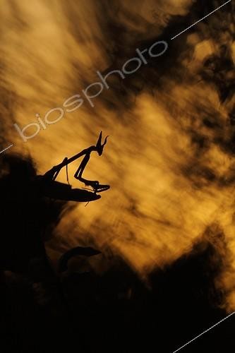 Biosphoto | 1778925 | Empuse commune au coucher du soleil dans la garrigue France | &copy; Quentin Martinez / Biosphoto
