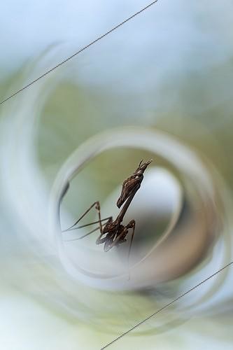 Biosphoto | 2027321 | Empuse commune dans une herbe en spirale - France  | &copy; Patrick Goujon / Biosphoto