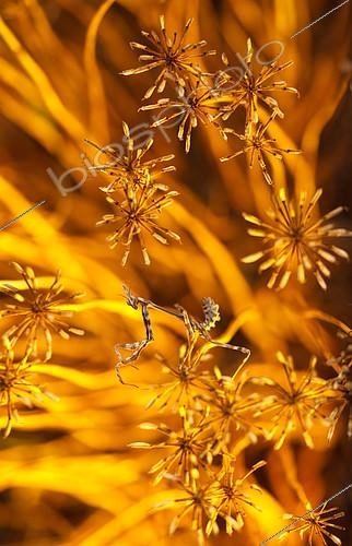 Biosphoto | 2407968 | Empuse (Empusa pennicornis) en embuscade dans une touffe d'herbe sèche et attendant sa proie. Le camouflage la cache bien parmi les plantes, environs de la ville de Novorossiisk, région de Krasnodar, Fédération de Russie | &copy; Aleksey Volkov / Biosphoto