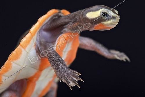 Biosphoto | 2063945 | Emydure à ventre orange (Emydura subglobosa), Papouasie Nouvelle Guinée | &copy; Matthijs Kuijpers / Biosphoto