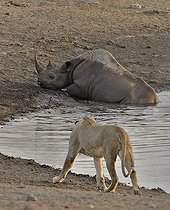 Biosphoto | 2057268 | En allant se désaltérer, ce rhinocéros noir a trébuché dans une cavité et basculé dans le point d'eau. Il tente de se dégager mais trois lions qui étaient à proximité ont été attirés par les bruits. Ils se rapprochent afin de profiter de l'oportunité. | &copy; Michel Bureau / Biosphoto