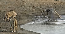 Biosphoto | 2057269 | En allant se désaltérer, ce rhinocéros noir a trébuché dans une cavité et basculé dans le point d'eau. Il tente de se dégager mais trois lions qui étaient à proximité ont été attirés par les bruits. Ils se rapprochent afin de profiter de l'oportunité. | &copy; Michel Bureau / Biosphoto