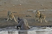 Biosphoto | 2057272 | En allant se désaltérer, ce rhinocéros noir a trébuché dans une cavité et basculé dans le point d'eau. Il tente de se dégager mais trois lions qui étaient à proximité ont été attirés par les bruits. Ils se rapprochent afin de profiter de l'oportunité. | &copy; Michel Bureau / Biosphoto
