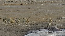 Biosphoto | 2057273 | En allant se désaltérer, ce rhinocéros noir a trébuché dans une cavité et basculé dans le point d'eau. Il tente de se dégager mais trois lions qui étaient à proximité ont été attirés par les bruits. Ils se rapprochent afin de profiter de l'oportunité. | &copy; Michel Bureau / Biosphoto