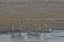 Biosphoto | 2057275 | En allant se désaltérer, ce rhinocéros noir a trébuché dans une cavité et basculé dans le point d'eau. Il tente de se dégager mais trois lions qui étaient à proximité ont été attirés par les bruits. Ils se sont approchés et profitent de l'oportunité. | &copy; Michel Bureau / Biosphoto