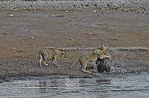 Biosphoto | 2057276 | En allant se désaltérer, ce rhinocéros noir a trébuché dans une cavité et basculé dans le point d'eau. Il tente de se dégager mais trois lions qui étaient à proximité ont été attirés par les bruits. Ils se sont approchés et profitent de l'oportunité. | &copy; Michel Bureau / Biosphoto