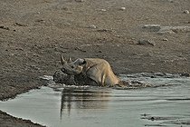 Biosphoto | 2057264 | En venant se désaltérer, ce rhinocéros noir ayant trébuché dans une cavité et basculé dans le point d'eau tente de se dégager. | &copy; Michel Bureau / Biosphoto
