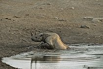 Biosphoto | 2057265 | En venant se désaltérer, ce rhinocéros noir ayant trébuché dans une cavité et basculé dans le point d'eau tente de se dégager. | &copy; Michel Bureau / Biosphoto