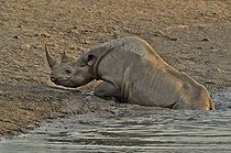 Biosphoto | 2057267 | En venant se désaltérer, ce rhinocéros noir qui a trébuché dans une cavité et basculé dans le point d'eau tente de se dégager. | &copy; Michel Bureau / Biosphoto
