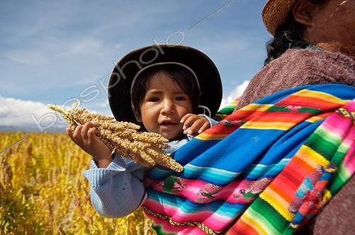Biosphoto | 1481095 | Enfant avec du Quinoa dans un champ en Bolivie | &copy; Lionel Astruc / Biosphoto