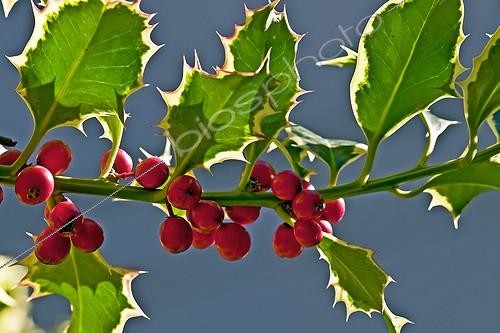 Biosphoto | 2068434 | English holly (Ilex aquifolium). Toxic plants. Traditionally used as a medicinal plant (for animals). Olot. Garrotxa. Girona. Pyrenees. Catalonia. Spain. | &copy; Antoni Agelet / Biosphoto