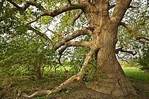 Biosphoto | 2621645 | English oak (Quercus robur). Ancient tree on the banks of the Loire, France. | &copy; Guy Piton / Biosphoto