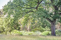 Biosphoto | 2546789 | English oak (Quercus robur) in a garden | &copy; Jean-Michel Groult / Biosphoto
