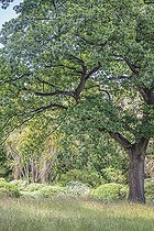 Biosphoto | 2546790 | English oak (Quercus robur) in a garden | &copy; Jean-Michel Groult / Biosphoto
