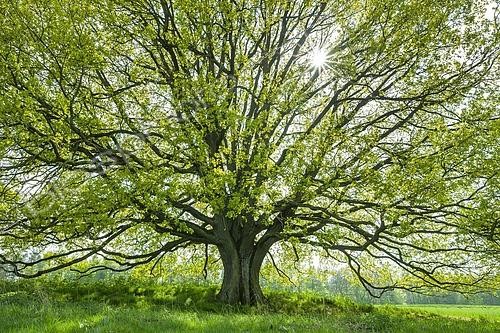 Biosphoto | 2496096 | English oak (Quercus robur) in backlight with sunstar, Thuringia, Germany, Europe | &copy; Frank Sommariva / imageBROKER / Biosphoto