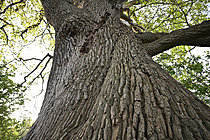 Biosphoto | 2621646 | English oak (Quercus robur). Trunk of an old multi-centennial oak, Maine and Loire, France. | &copy; Guy Piton / Biosphoto