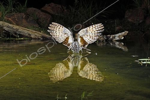 Biosphoto | 2411080 | Engoulevent de Nuttall (Phalaenoptilus nuttallii) buvant en vol, Arizona | &copy; Rick Bowers / BIA / Biosphoto