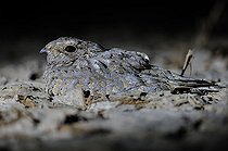 Biosphoto | 2413062 | Engoulevent de Sykes (Caprimulgus mahrattensis) au sol, inde | &copy; Peter Waechtershaeuser / BIA / Biosphoto