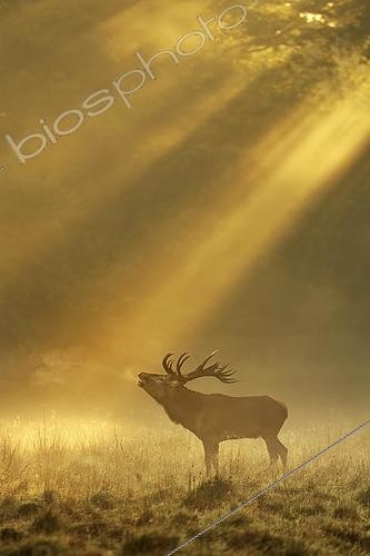 Biosphoto | 2459611 | Enormous Red deer (Cervus elaphus), roars in the rut, sunrise with sunrays in early fog, Jägersborg, Denmark, Europe | &copy; Stefan Huwiler / imageBROKER / Biosphoto