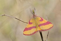 Biosphoto | 2089469 | Ensanglantée de l'Oseille (Lythria cruentaria) mâle, Parc naturel régional des Vosges du Nord, France | &copy; Michel Rauch / Biosphoto