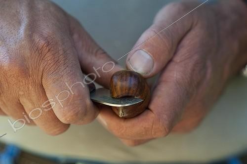 Biosphoto | 1635922 | Entaille sur une Châtaigne avant cuisson France ; Concepteur : Pierre-Alexandre RISSER  | &copy; Alexandre Petzold / Biosphoto