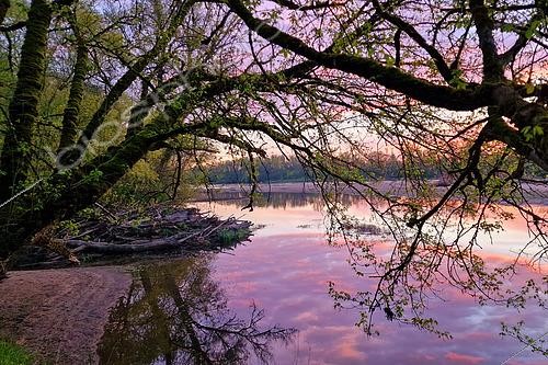 Biosphoto | 2615426 | Entrance of a dry arm of the Loire, Loire landscape at dawn, Nièvre, France. | &copy; Pierre Vernay / Biosphoto