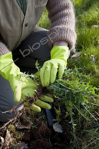 Biosphoto | 963084 | Entretien d'un jeune Prunier au jardin ; Retrait de pissenlit avec la racine. Désherbage manuel avec une gouge. au pied du jeune prunier | &copy; NouN / Biosphoto
