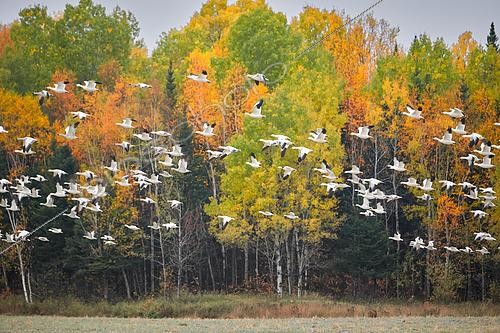 Biosphoto | 2557484 | Envol d'Oie des neiges (Anser caerulescens) durant la migration d'automne, Région du Saguenay lac St Jean, Province du Québec, Canada | &copy; Fabrice Simon / Biosphoto