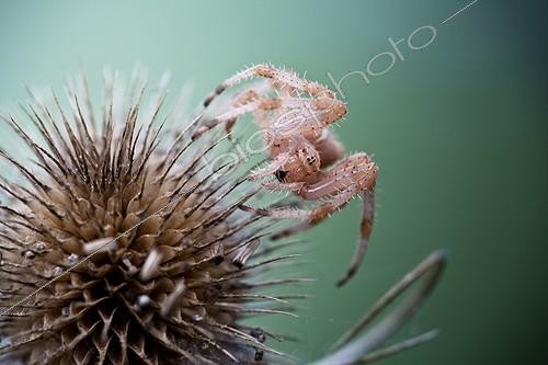 Biosphoto | 2027295 | Epeire diadème sur chardon - France | &copy; Patrick Goujon / Biosphoto