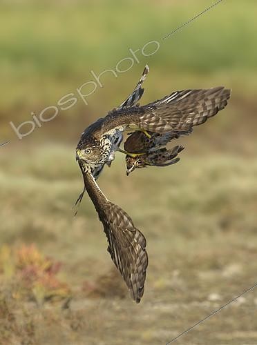 Biosphoto | 2411202 | Epervier brun (Accipiter striatus) immature s'envolant avec sa proie, un Colin de Virginie (Colinus virginianus) mâle, Texas, USA | &copy; Alan Murphy / BIA / Biosphoto