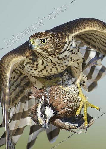 Biosphoto | 2412363 | Epervier brun (Accipiter striatus) immature s'envolant avec sa proie, un Colin de Virginie (Colinus virginianus) mâle, Texas, USA | &copy; Alan Murphy / BIA / Biosphoto
