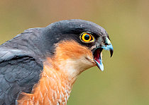 Biosphoto | 2544132 | Epervier d'Europe (Accipiter nisus) criant, Angleterre | &copy; Frédéric Desmette / Biosphoto