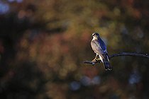 Biosphoto | 2588301 | Epervier d'Europe (Accipiter nisus) mâle sur une branche à l'affût de proies, France | &copy; Christophe Perelle / Biosphoto